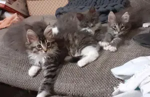 Wunderschöne Maine Coon Kitten suchen neue Dosenöffner   Abholung auch nach dem Urlaub möglich