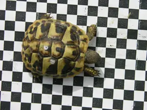Griechische Landschildkröten NZ 2024