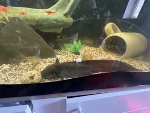 Axolotl-Fisch-Wasser-Aquarium 
