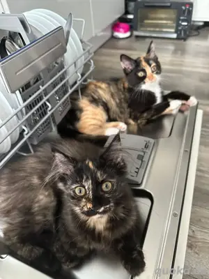 Mix Kitten Norwegische Waldkatze