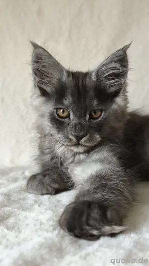 Maine Coon Reinrassig mit Stammbaum 