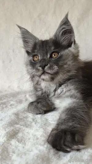 Maine Coon Reinrassig mit Stammbaum 