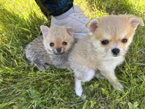 Zauberhafte Pomchi-Welpen suchen ein liebevolles Zuhause 