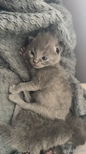 Kitten zum abgeben
