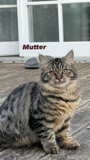 Baby Perserkatzen