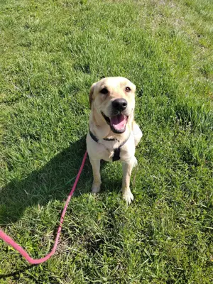 Hübscher Labrador Mischling Lindor