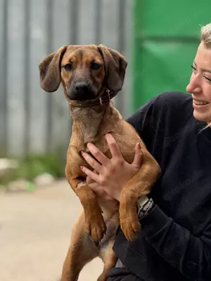 Hübscher Ridgeback Mischling Junghund Jenefer