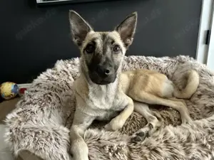 Mariesol ist unsere verschmuste Zuckerschnute