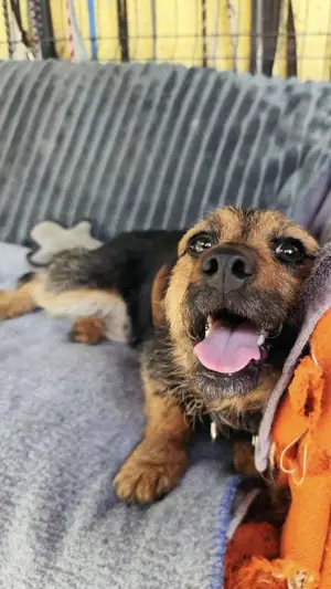Hübscher Terrier Mischling Junghund Tris