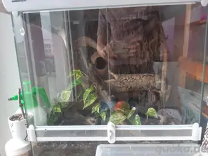 Terrarium mit Inhalt
