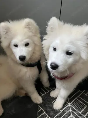 Reinrassige Samojed welpen