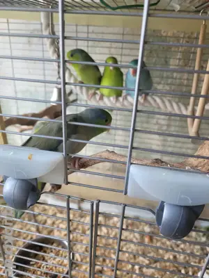 Sperlingspapagei n