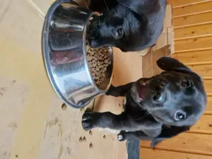 Labrador mischlingswelpen welpen