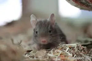 Degu Babys, Schoko, Sand, Schwarz
