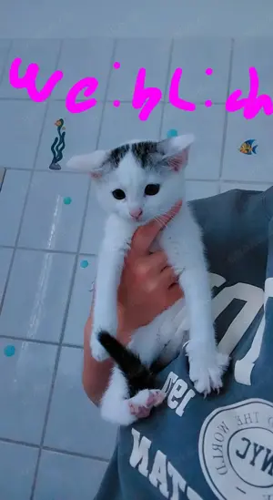 EKH Kitten suchen Zuhause  