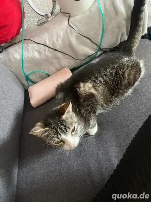 EKH Katze 