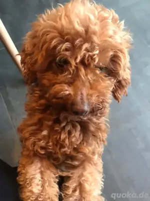 Toy Pudel Hündin 2,5 Jahre alt