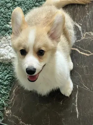 Welsh Corgi Pembroke   wunderschöner Hund, FCI-Ahnentafel