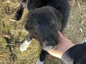 Liebevoller Schäferhund Collie-Mix sucht erfahrene Einzelperson mit Herz und Zeit