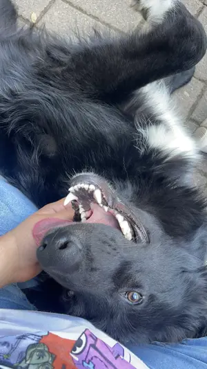 Liebevoller Schäferhund Collie-Mix sucht erfahrene Einzelperson mit Herz und Zeit