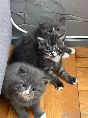 3 Maine coon Mischlingskaterchen suchen ein neues Zuhause 