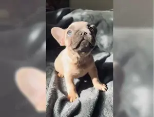 Traumhafteee Französische Bulldogge Welpen   !! Bild 3