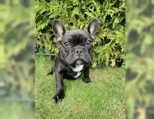 Wunderschöne Französische Bulldogge suchen ein neues Zuhaus!!