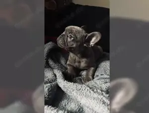 Süße französische Bulldogge welpen!!
