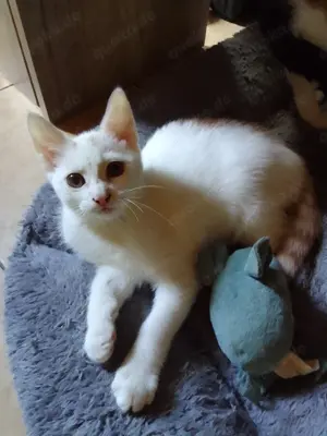 Katzenbabys, Kitten, Babykatzen,14 Wo.