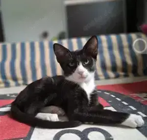 Happy  Kuscheliger Kater sucht liebevolles Zuhause.