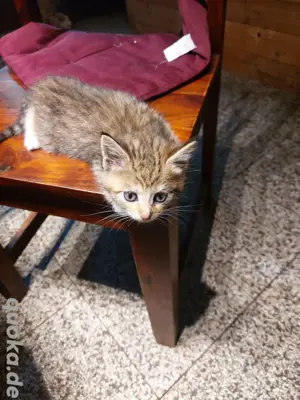 Noch 1 Maine Coon Mix Kitten Mädchen