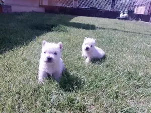 Zuckersüße West Highland White Terrier Welpen,Westie Welpen 