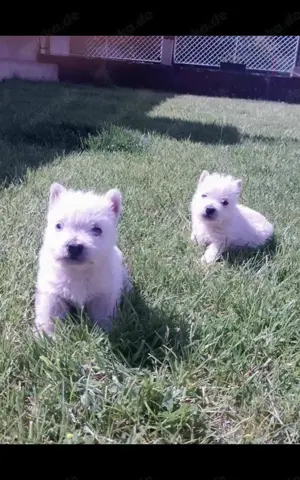 Zuckersüße West Highland White Terrier Welpen,Westie Welpen  Bild 3