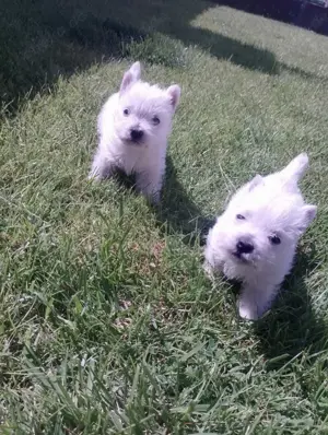 Zuckersüße West Highland White Terrier Welpen,Westie Welpen  Bild 2