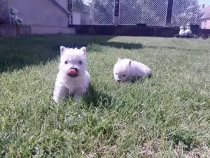 Zuckersüße West Highland White Terrier Welpen,Westie Welpen  Bild 4