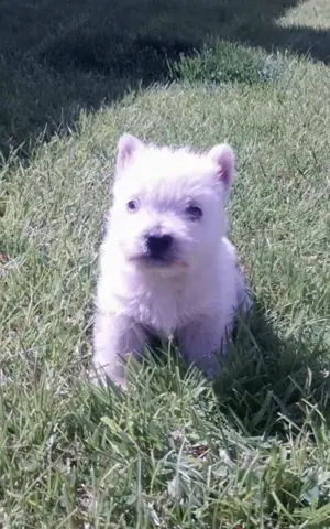 Zuckersüße West Highland White Terrier Welpen,Westie Welpen  Bild 5