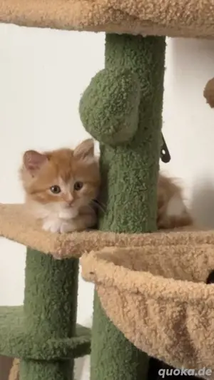 Maine Coon Heilige Birma Mix