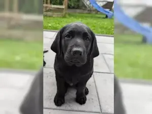 Wunderschöneee Labrador Retriever welpen!!  Bild 4