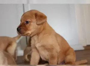 wunderschöne Typvoll Labrador welpen!!