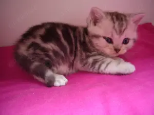 BKH Silber Tabby Kätzchen Bild 3