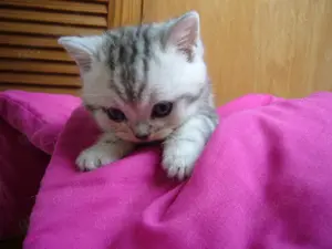 BKH Silber Tabby Kätzchen Bild 5