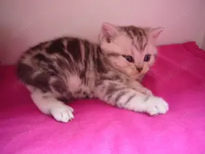 BKH Silber Tabby Kätzchen Bild 6