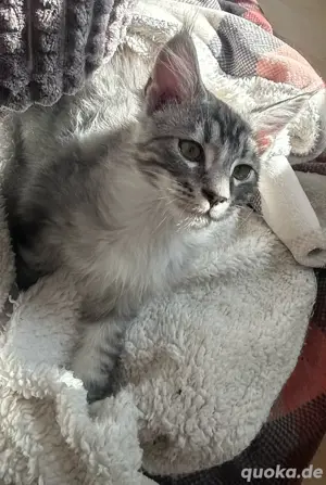 Maine Coon 