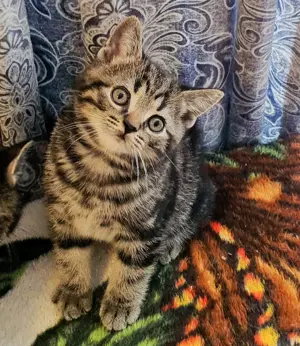 BKH kitten eine mädchen noch frei Bild 4