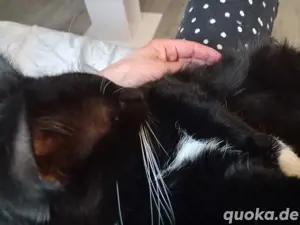 Hauskatzen