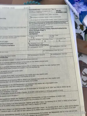 Griechische Langschildkröte Bild 4