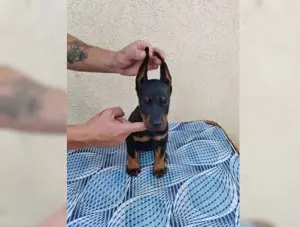 Susse Dobermann Welpen mit Stammbaum!!