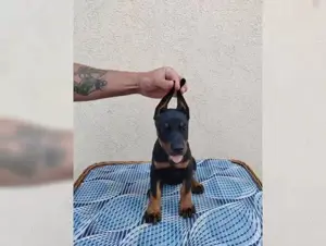 Super reinrassige Dobermann Welpen!!