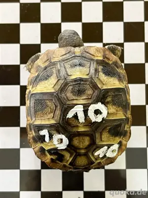 Griechische Langschildkröte Bild 3