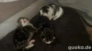 Ekh Kitten